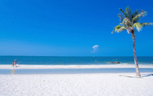 Beach Front With Palm Tree