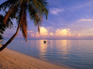 Palm Tree Island