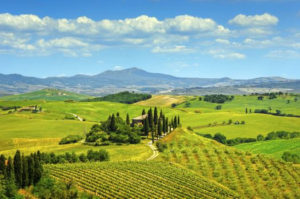 Vineyards Of Italy
